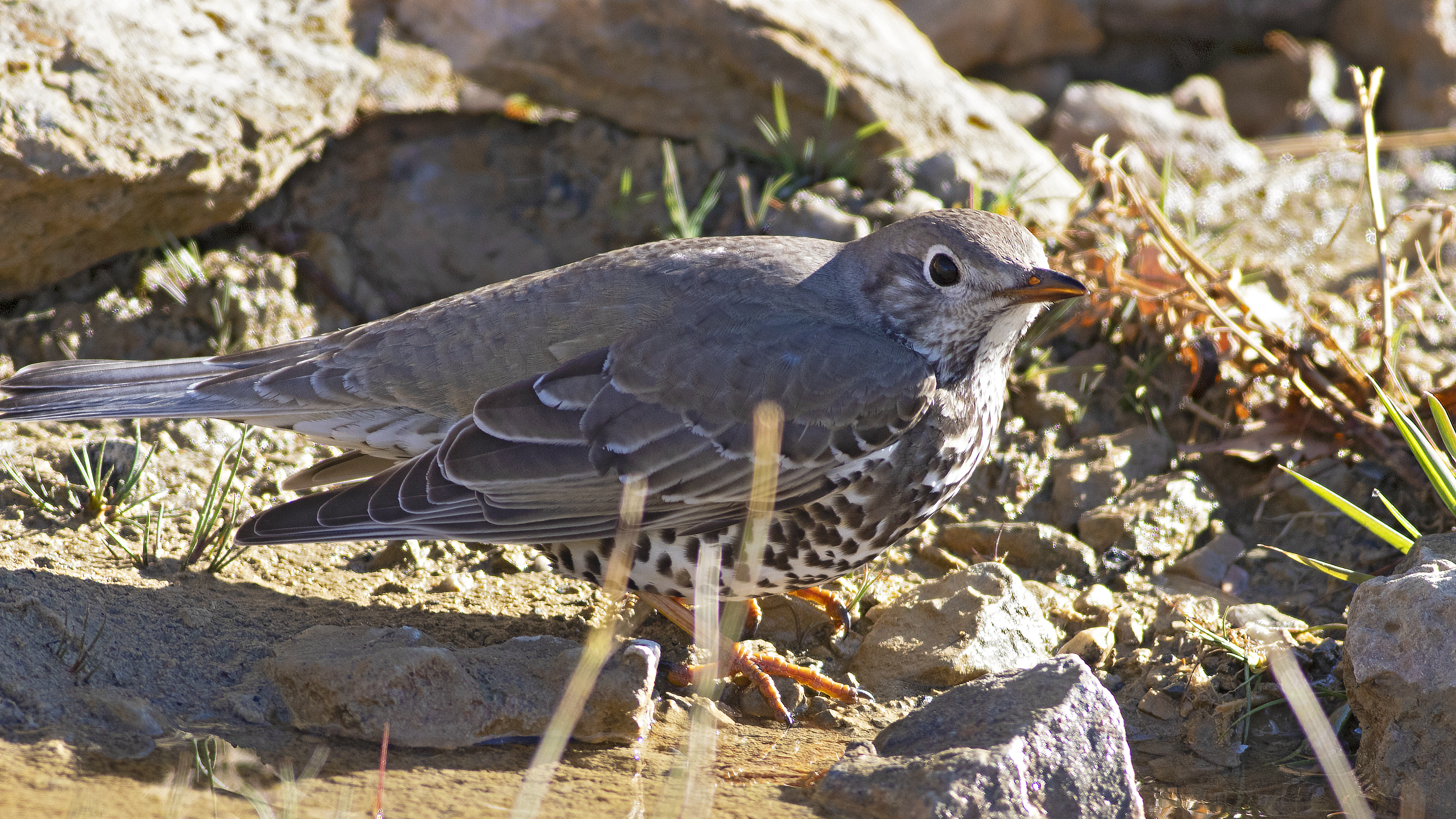 Mistle Thrush